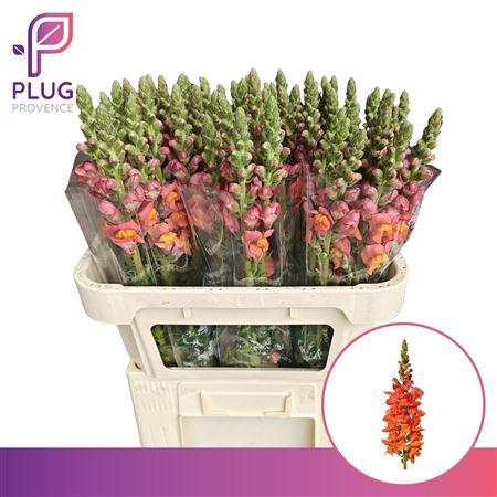 <h4>ANTIR POTOMAC D ORANGE</h4>