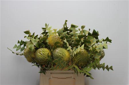 <h4>Banksia Baxteri Green Nature 40cm</h4>
