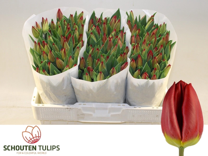 <h4>TU EN LOVEFLIGHT</h4>