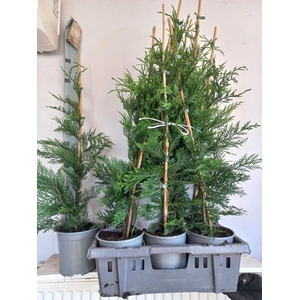 Cupressocyparis leylandii