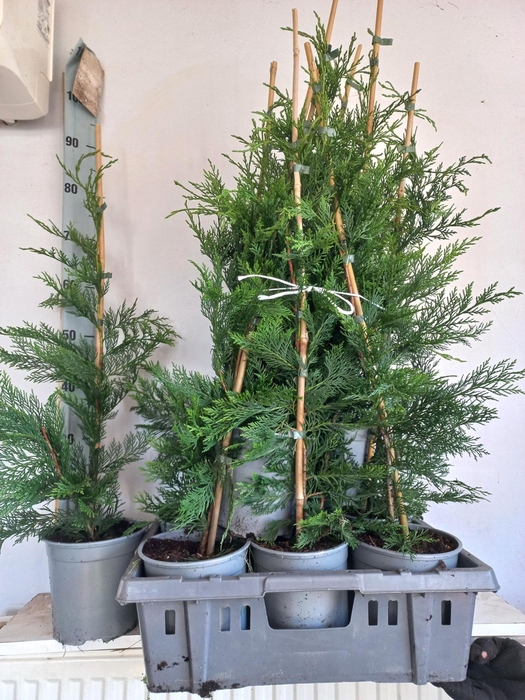 <h4>Cupressocyparis leylandii</h4>