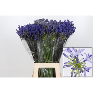 AGAP EYFORI BLUE