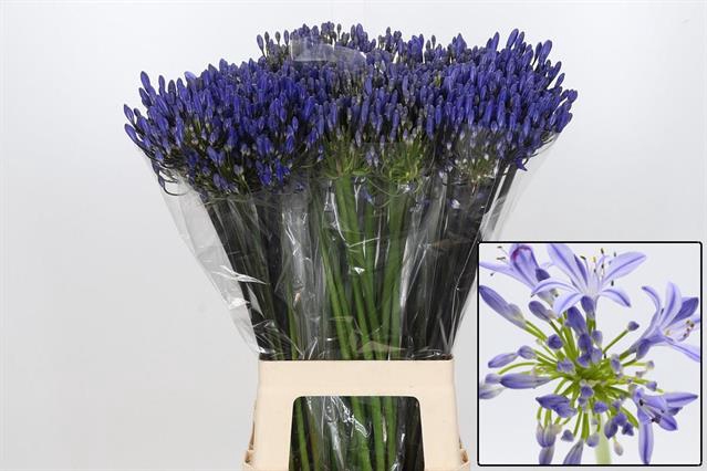 AGAP EYFORI BLUE