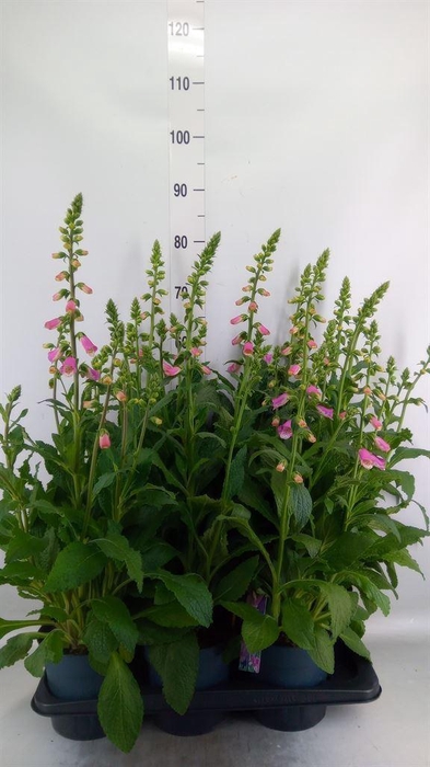 <h4>Digitalis  'Pink Panther'</h4>
