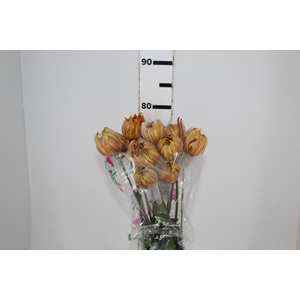 ANASTASIA DARK FUEGO 080 CM