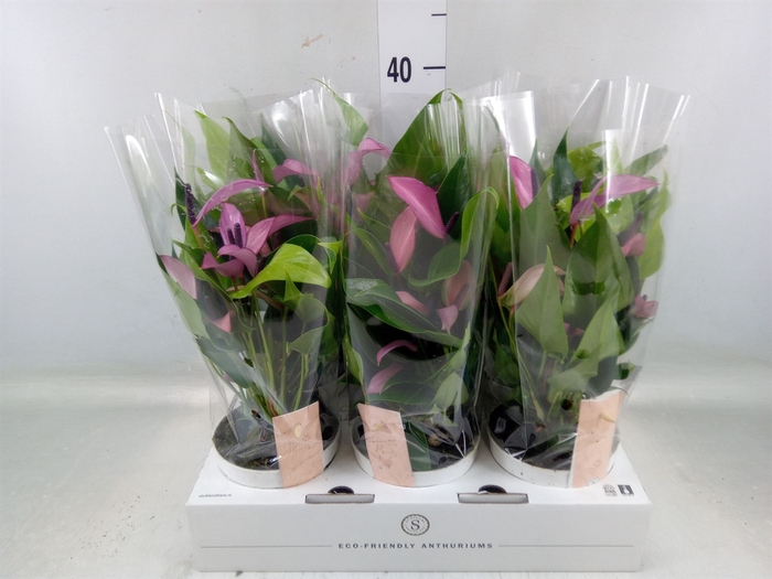 <h4>Anthurium  'Zizou'</h4>