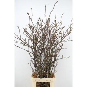 MAGNOLIA GRANDIFLORA X12