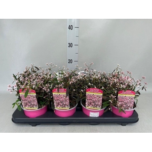 Euphorbia hyperic. 'Diamond Frost'