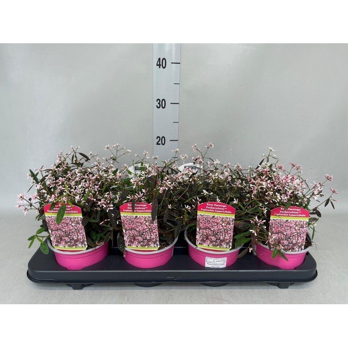 <h4>Euphorbia hyperic. 'Diamond Frost'</h4>