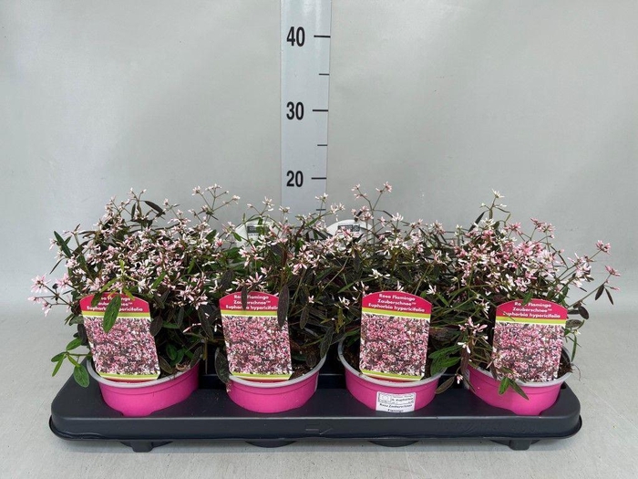 <h4>Euphorbia hyperic. 'Diamond Frost'</h4>