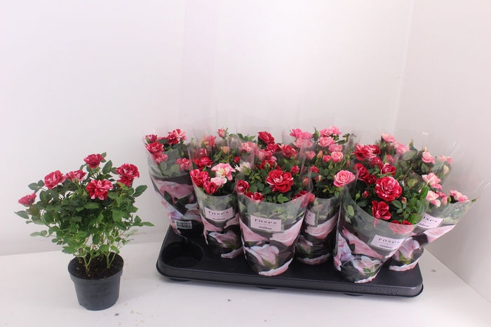 <h4>RO VICTORY GEM</h4>