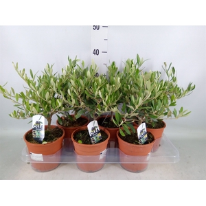 Olea europaea