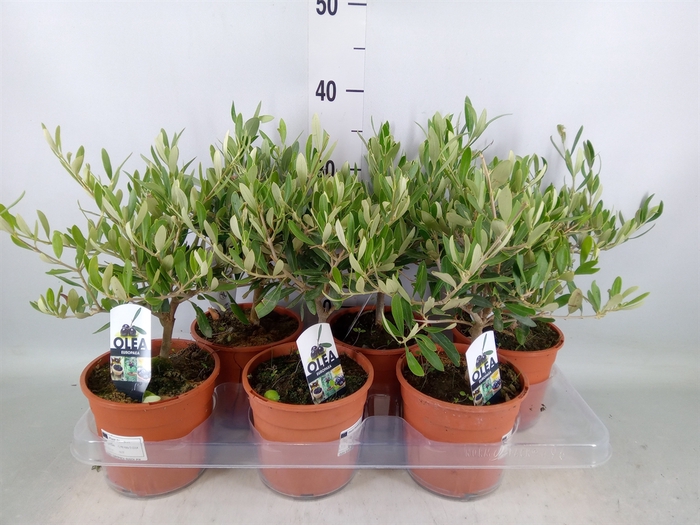 <h4>Olea europaea</h4>