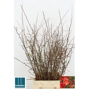 CHAENOMELES JAPONICA