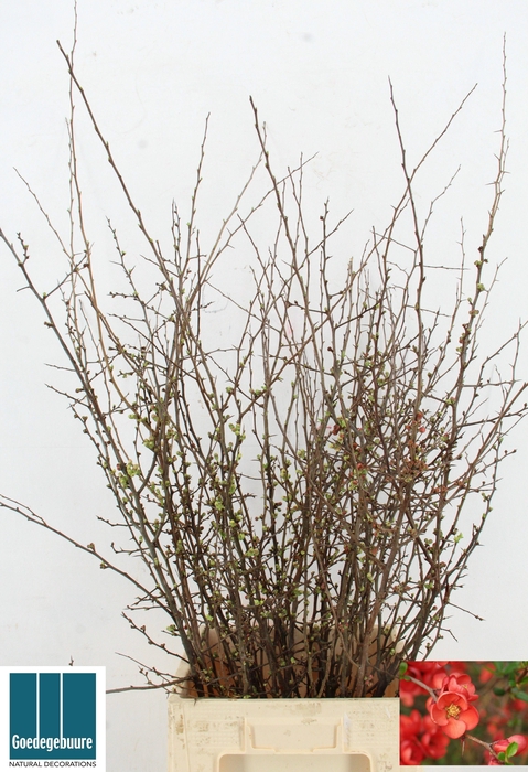 <h4>CHAENOMELES JAPONICA</h4>