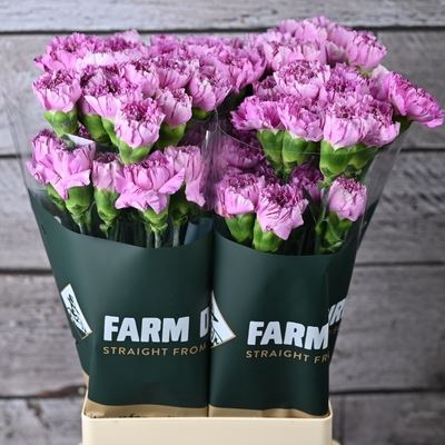 <h4>Dianthus ST 'Jubilee'</h4>