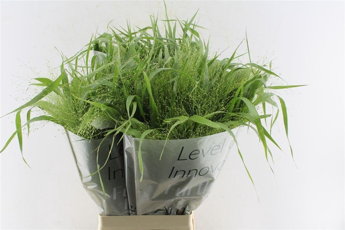 <h4>Panicum Fountain</h4>