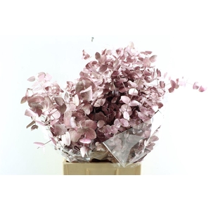 Euca Cinerea Metal Pink P Bunch