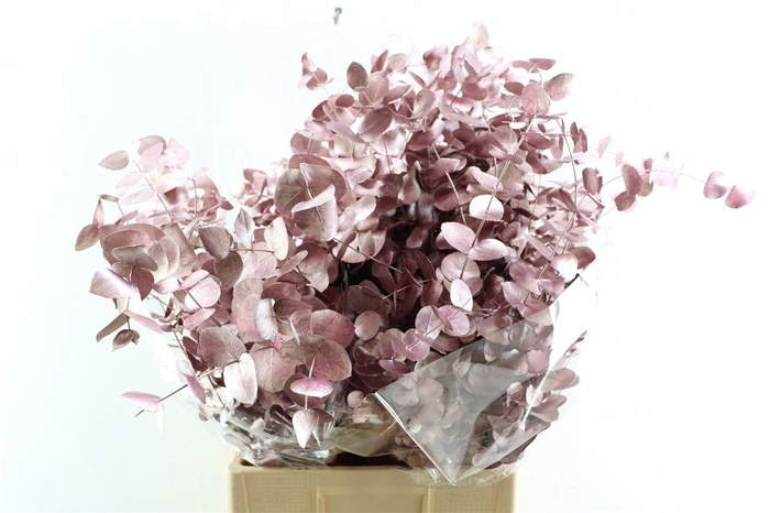 <h4>Euca Cinerea Metal Pink P Bunch</h4>
