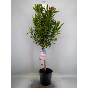 Nerium oleander   ...