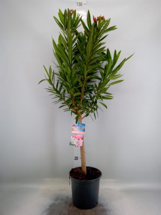 <h4>Nerium oleander   ...</h4>
