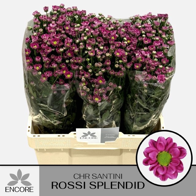 <h4>CHR S ROSSI SPLENDID</h4>