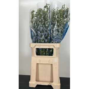 Delphinium El Guard Laven