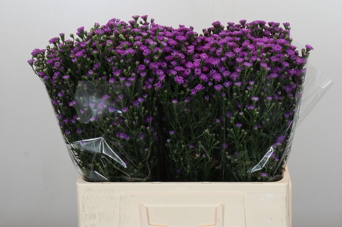 <h4>Aster Baby Pink</h4>