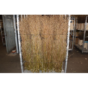 Salix Kronkelwillow