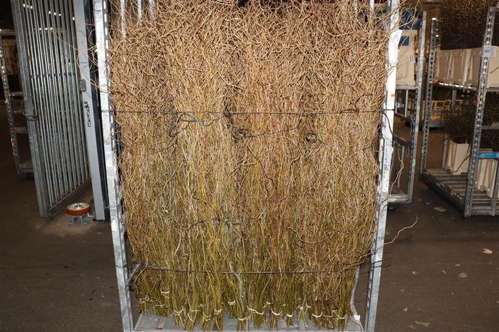<h4>Salix Kronkelwillow</h4>