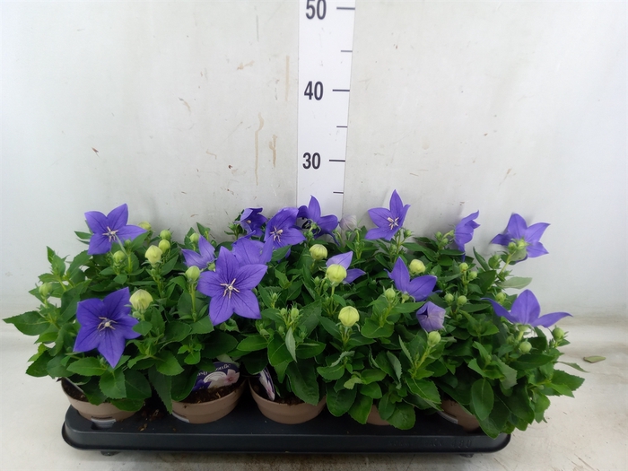 <h4>Platycodon grand. 'Astra Blue'</h4>
