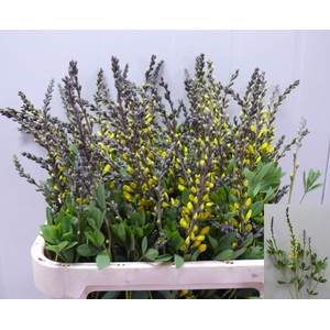 BAPTISIA AUSTRALIS