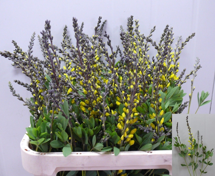 <h4>BAPTISIA AUSTRALIS</h4>