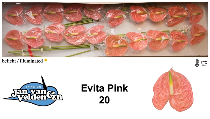 <h4>Anth A Evita Pink</h4>