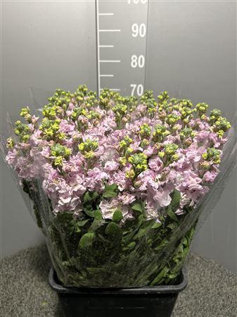 <h4>Matth Iron Cherry Blossom</h4>
