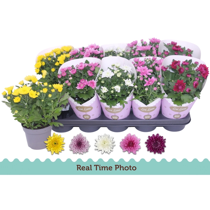 <h4>CHRYS GEVULDBL GEM</h4>