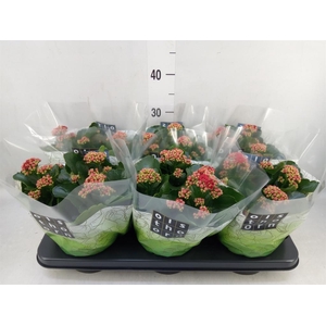 Kalanchoe blos. 'Calandiva Rubio'