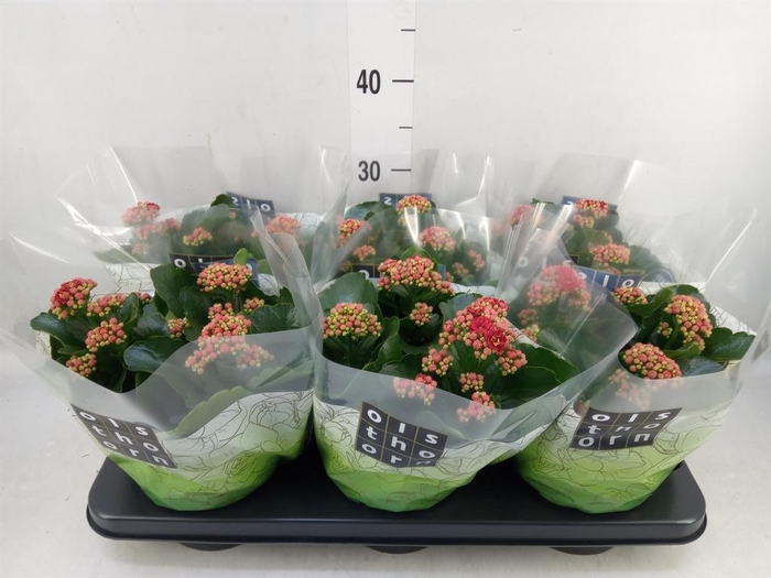 <h4>Kalanchoe blos. 'Calandiva Rubio'</h4>