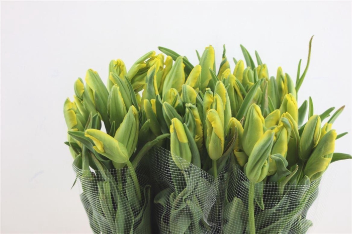 <h4>Tu Pa Fr La Cour Parrot 60cm</h4>