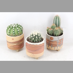 arr2 UB - Cactus ker. Palm Mar x8