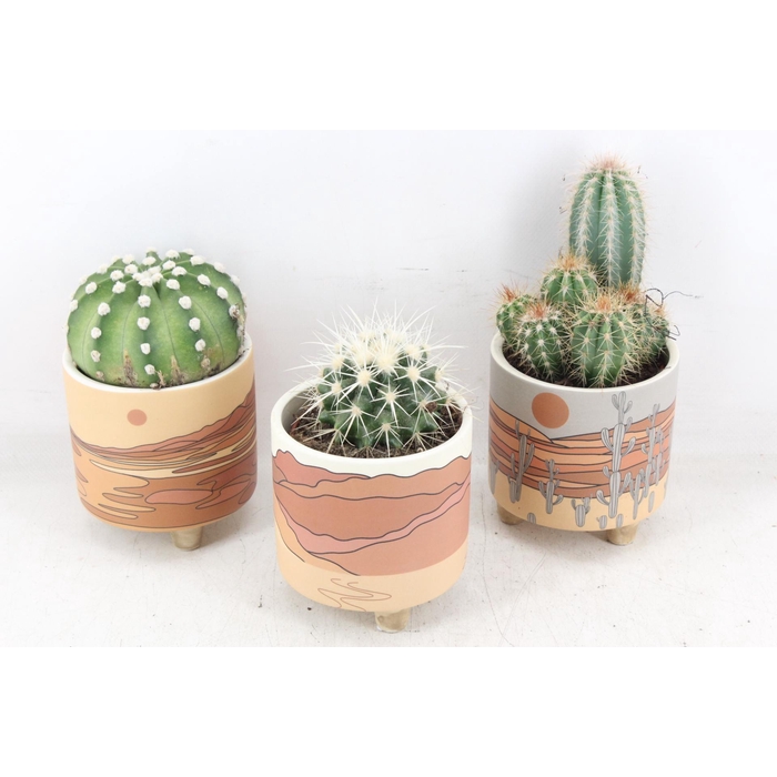 <h4>Arr2 Ub - Cactus Ker. Palm Mar X8</h4>