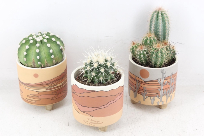 <h4>arr2 UB - Cactus ker. Palm Mar x8</h4>