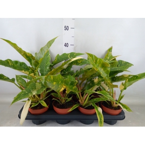 Philodendron  'Ring of Fire'