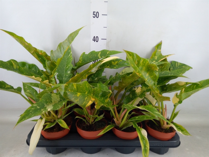 <h4>Philodendron  'Ring of Fire'</h4>