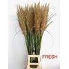 Cortaderia Early Maja