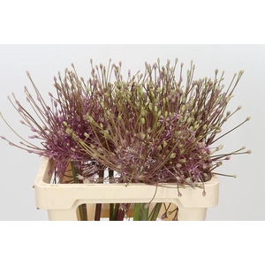 Allium Schubertii