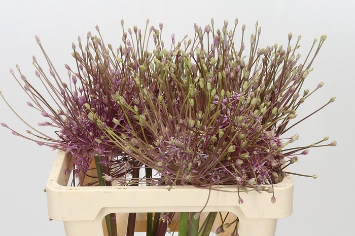 <h4>Allium Schubertii</h4>