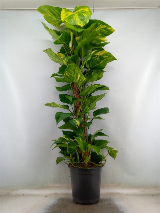 <h4>Epipremnum pinn.   ...moss stick</h4>