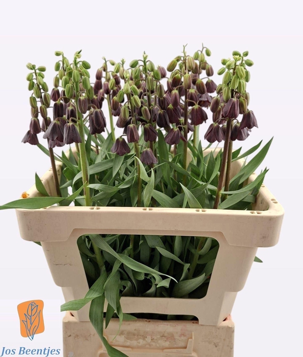 <h4>FRIT PERSICA</h4>