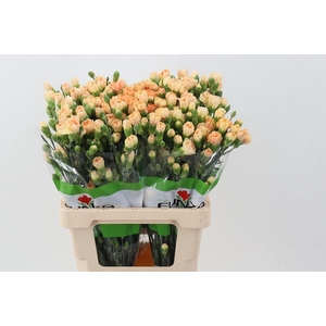 Di Tr Nectarine x20